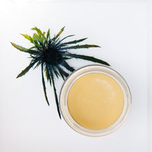 Load image into Gallery viewer, True Moringa Universal Cure Balm (1.4oz)